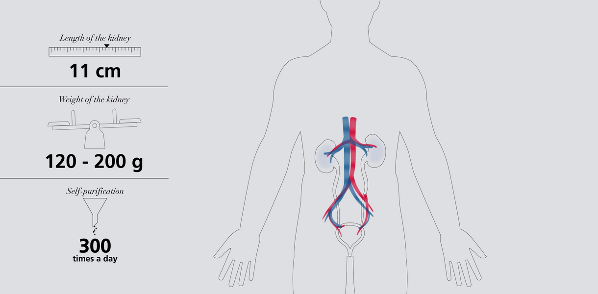 Videoclip despre funcționarea rinichilor
